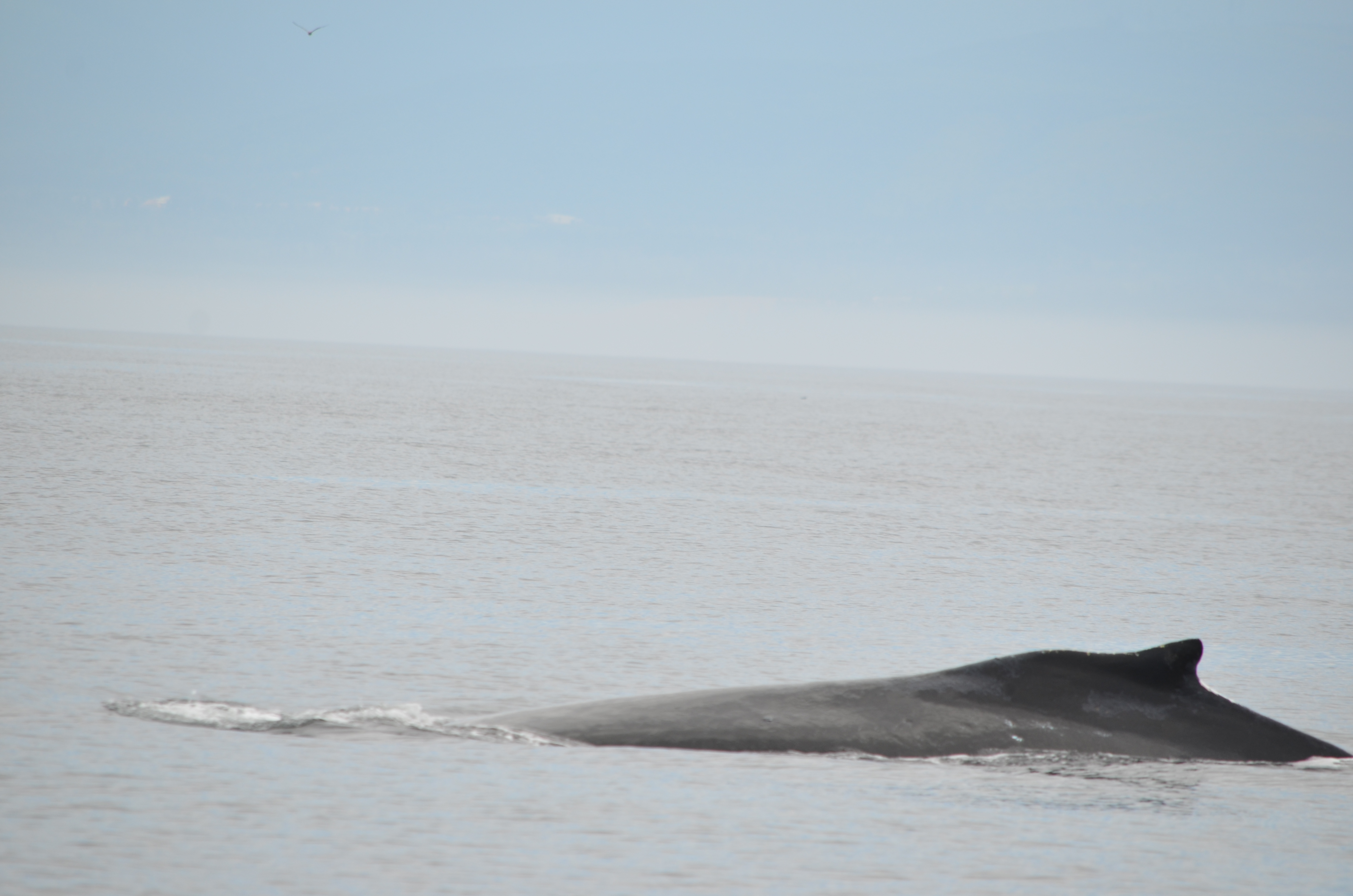 photos/wildlife/Mammal_Species/Humpback Whale/DSC_0070.JPG
